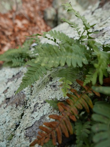 Shenandoah ferns and lichen